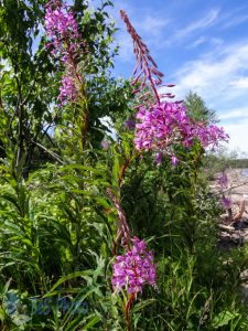 Fireweed in Summer