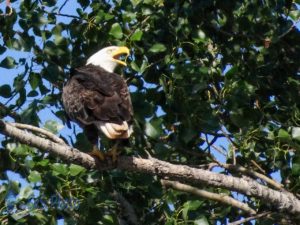 Bald Eagle Calling