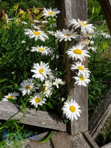 Daisies Peeking Out