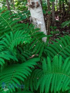 Ferns in the Woods