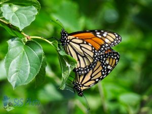 Monarchs Mating