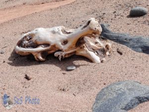 Driftwood Monster