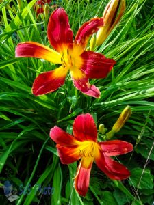 Sunshine on Daylilies