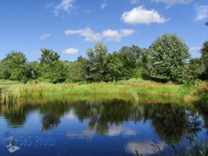 Tiny Pond