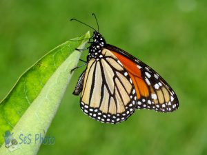 Monarch on Milkweed