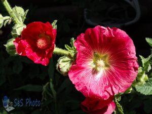 Hollyhocks in the Sunshine