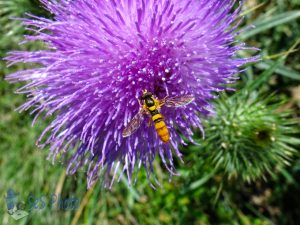 Thistle Blossom