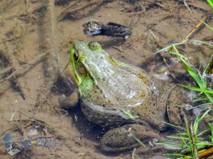 Frog at the Pond