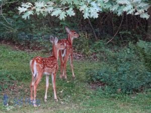 Fawns on Watch