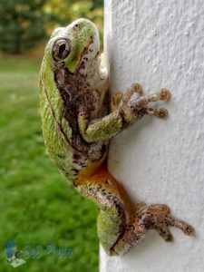 Singing Tree Frog