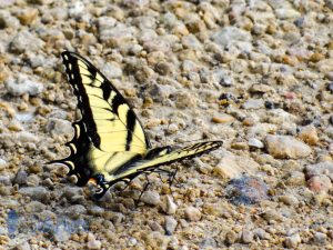 Tiger Swallowtail