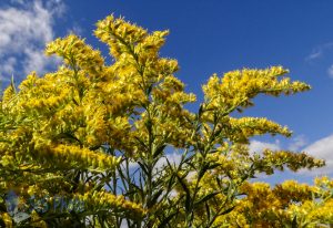 The Yellow of Goldenrod