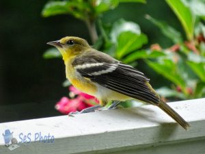 Stray Oriole