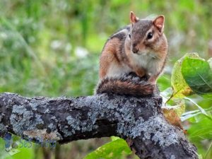 Troublesome Chipmunk