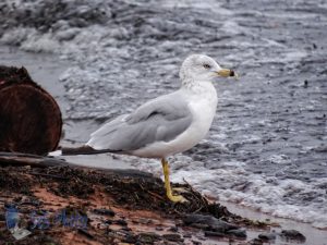 Grumpy Seagull