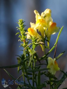 Butter-and-Eggs Blossom