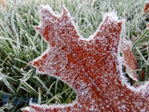 Frosty Leaf