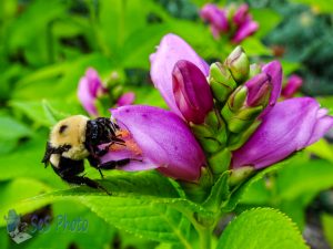 Bumblebee on Turtlehead Blossom