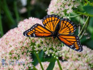 Monarch Butterfly Feeding