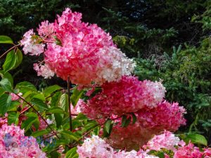 Vanilla Strawberry Hydrangea