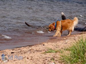 Dog Visiting Beach