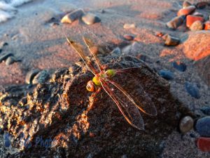 Wet Dragonfly