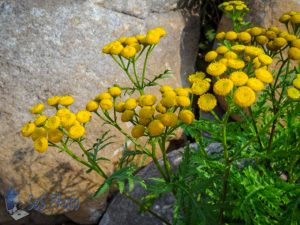 Common Tansy