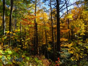 Autumn Woods