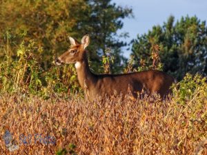 Deer in Soybeans