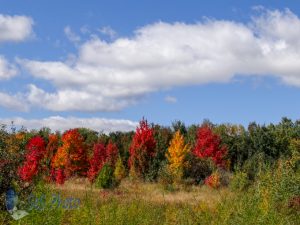 Maple Autumn Colors