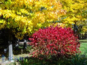 Yellow and Red