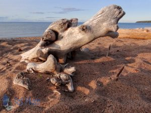 Finding Interesting Driftwood