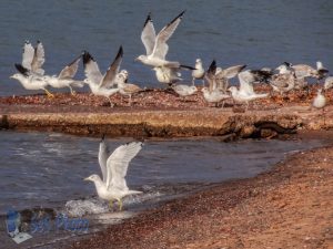 Seagulls Taking Flight