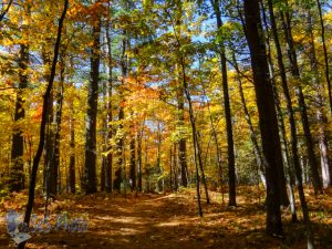 Saturday Autumn Walk