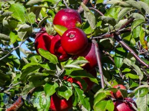 Apples Waiting for Harvest