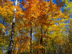 Colorful Autumn Foliage