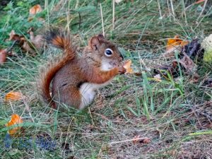 Squirrel Snack Time