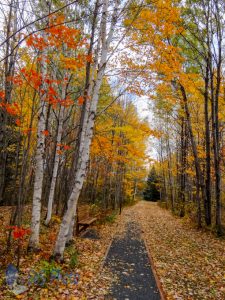 Autumn Path to Hike