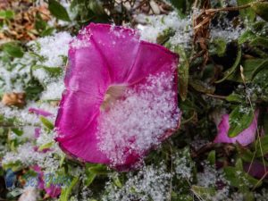 White on Pink