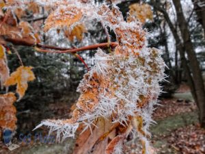 Autumn Frost