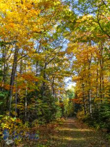 Walking an Autumn Path