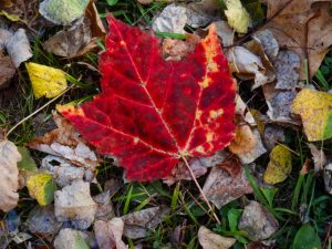 Autumn Maple Leaf