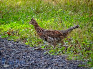 Grouse on the Move