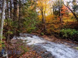 Cascading Autumn