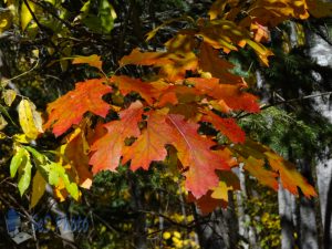 Prior Colorful Oak Leaves