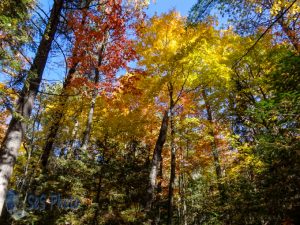 Autumn Display