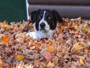 Leaf Loving Dog