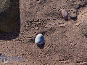 Bird Tracks in the Sand