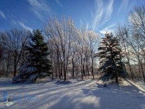 Icy Trees