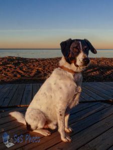 Beach Evening Dog